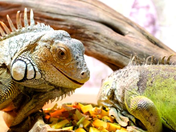 Cuidando a la iguana verde