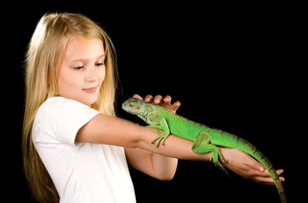 Cuidando a la iguana verde