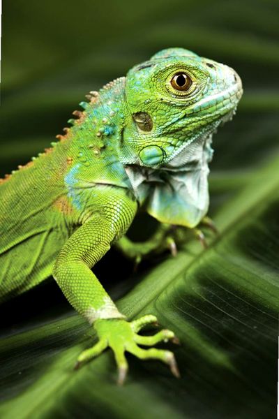 Cuidando a la iguana verde