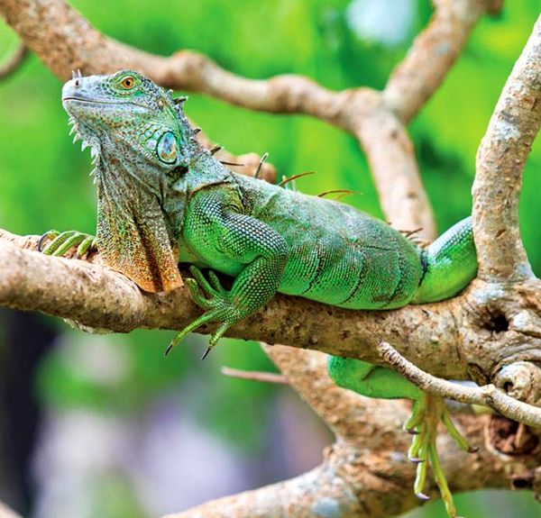 Cuidando a la iguana verde