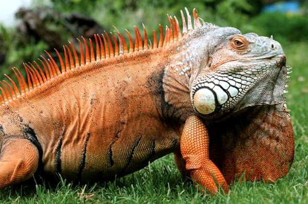 Cuidando a la iguana verde