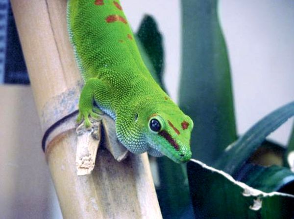 Cuidando a los geckos gigantes