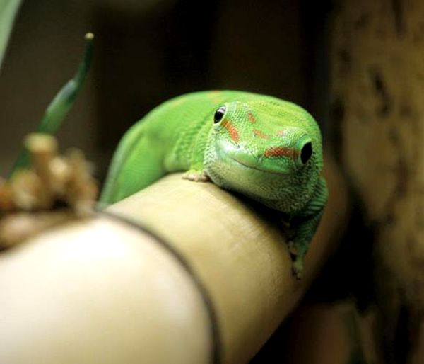 Cuidando a los geckos gigantes