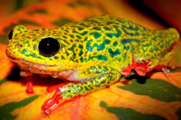 Cuidar y criar las coloridas ranas junco de África