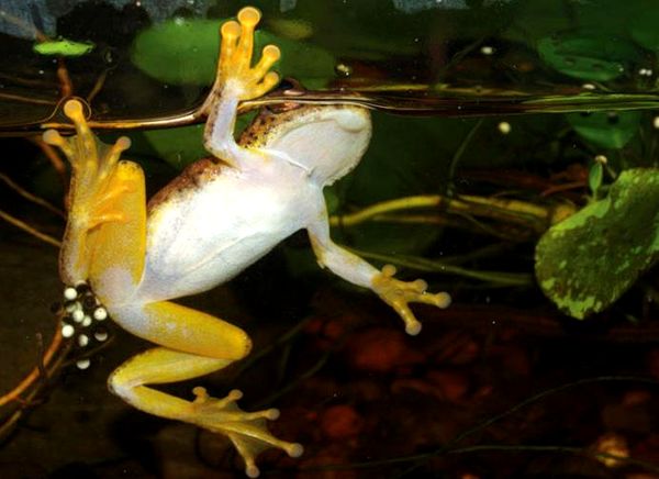 Cuidar y criar las coloridas ranas junco de África