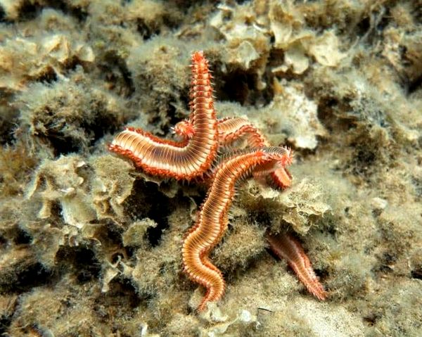 ¿Debería mantener gusanos de cerdas en su acuario?