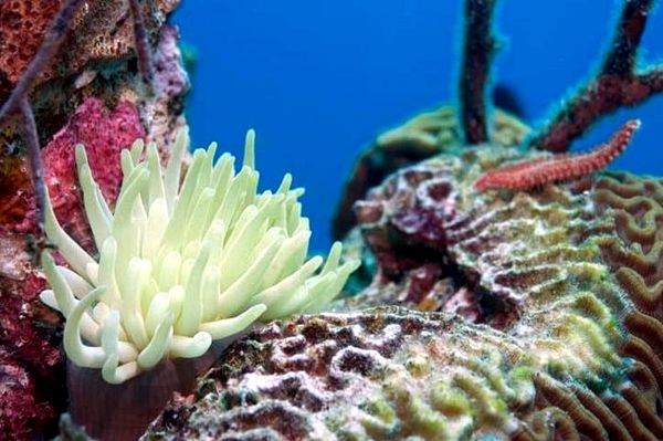 ¿Debería mantener gusanos de cerdas en su acuario?