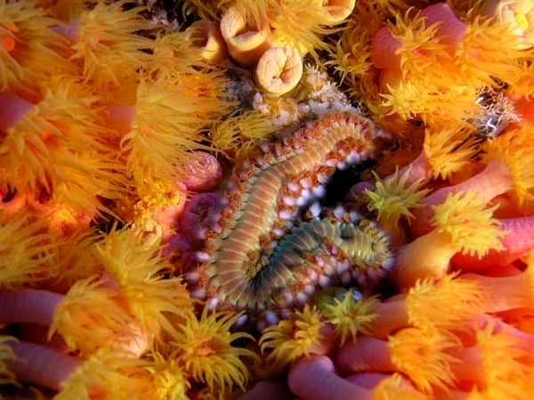 ¿Debería mantener gusanos de cerdas en su acuario?