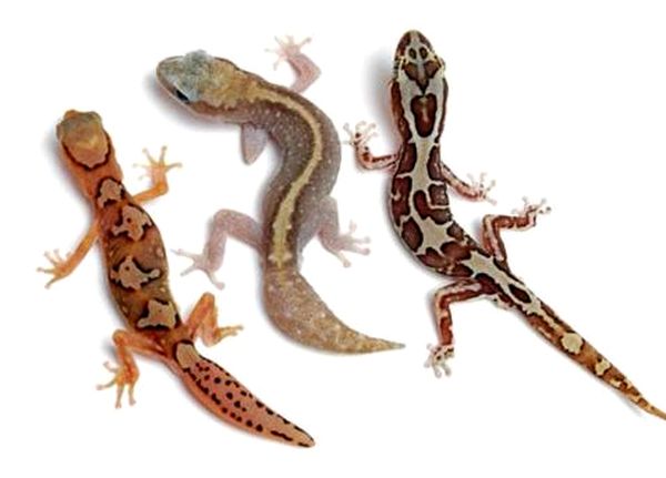 Diplodactylus Geckos de Australia