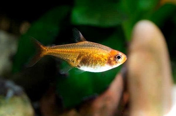 Ember Tetra: ¿Es el Fire Tetra adecuado para su acuario?