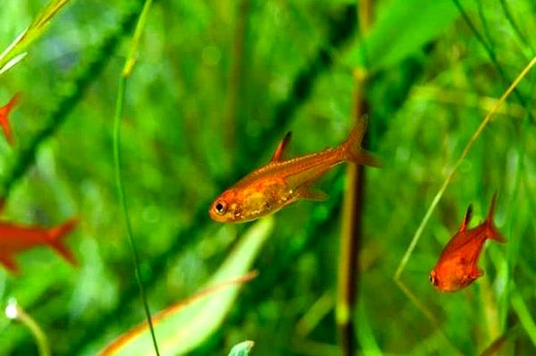 Ember Tetra: ¿Es el Fire Tetra adecuado para su acuario?