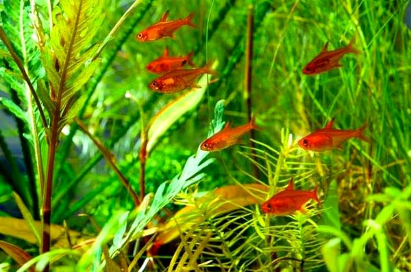 Ember Tetra: ¿Es el Fire Tetra adecuado para su acuario?