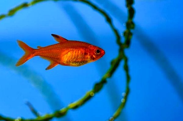 Ember Tetra: ¿Es el Fire Tetra adecuado para su acuario?