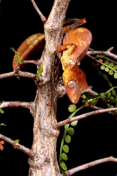 Geckos de cola de hoja