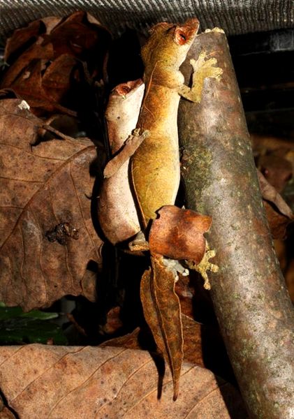 Geckos de cola de hoja