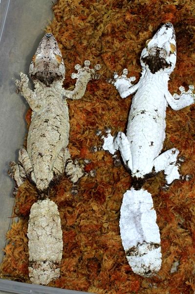 Geckos de cola de hoja