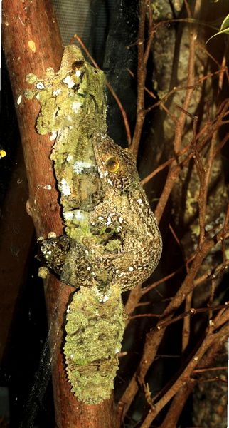 Geckos de cola de hoja