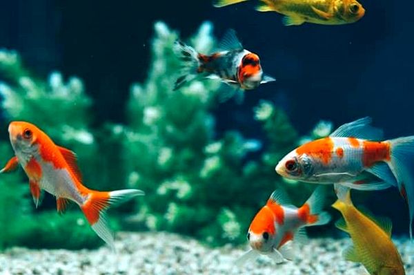 Goldfish: A-Z Best Types of Goldfish (Single-Tail and Fancy)