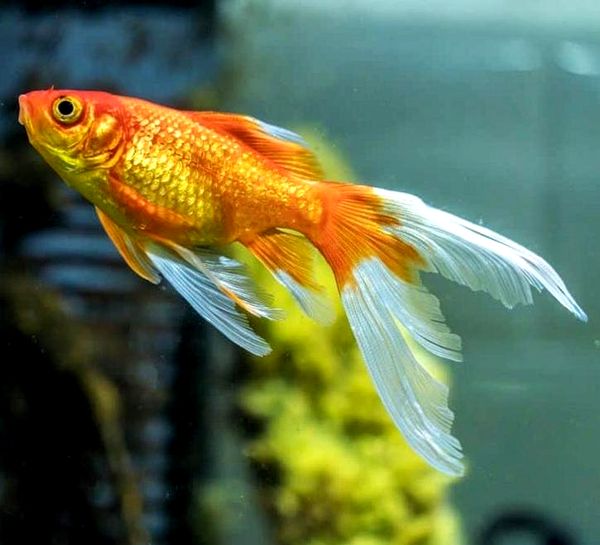 Goldfish: A-Z Best Types of Goldfish (Single-Tail and Fancy)