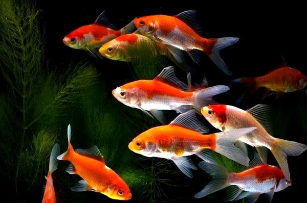 Goldfish: A-Z Best Types of Goldfish (Single-Tail and Fancy)