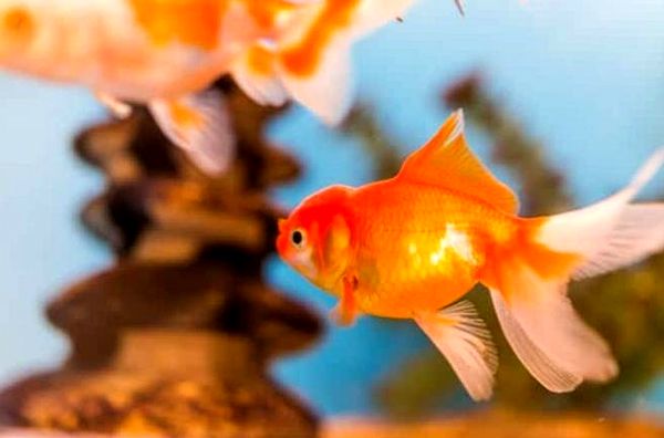 Goldfish: A-Z Best Types of Goldfish (Single-Tail and Fancy)