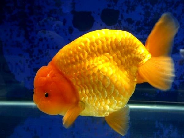 Goldfish: A-Z Best Types of Goldfish (Single-Tail and Fancy)