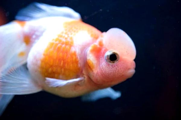 Goldfish: A-Z Best Types of Goldfish (Single-Tail and Fancy)