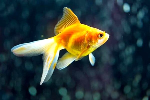 Goldfish: A-Z Best Types of Goldfish (Single-Tail and Fancy)