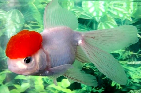 Goldfish: A-Z Best Types of Goldfish (Single-Tail and Fancy)