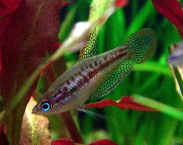 Gourami espumoso: ¿Es este pez adecuado para su acuario?