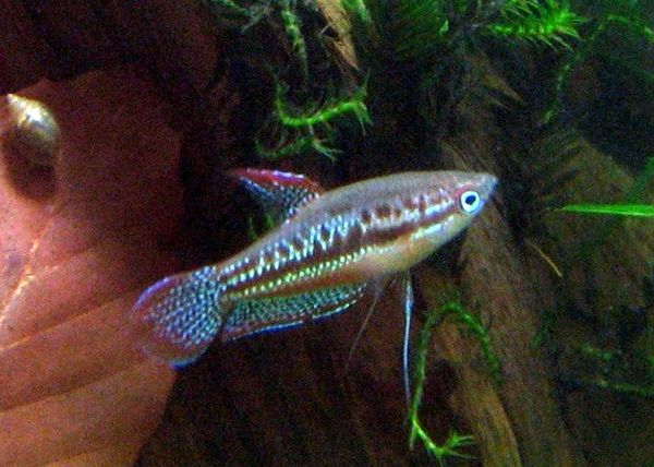 Gourami espumoso: ¿Es este pez adecuado para su acuario?