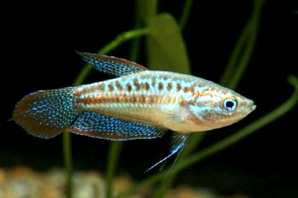 Gourami espumoso: ¿Es este pez adecuado para su acuario?