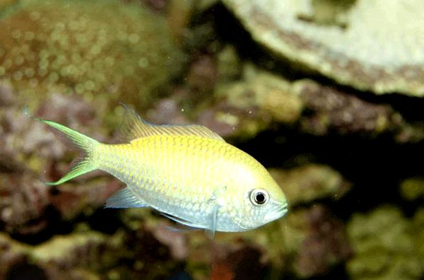 Green Chromis: guía de cuidados, compatibilidad con arrecifes, dieta y más