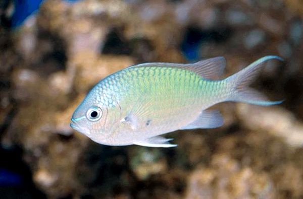 Green Chromis: guía de cuidados, compatibilidad con arrecifes, dieta y más