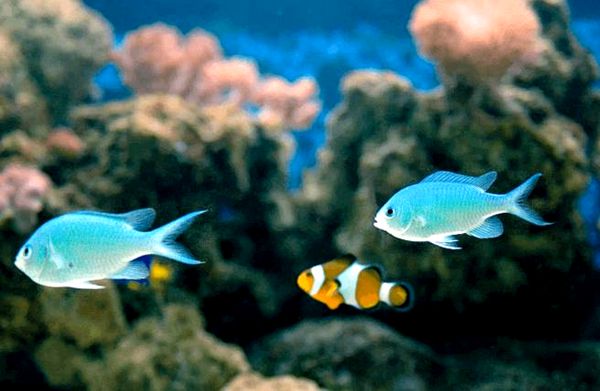 Green Chromis: guía de cuidados, compatibilidad con arrecifes, dieta y más