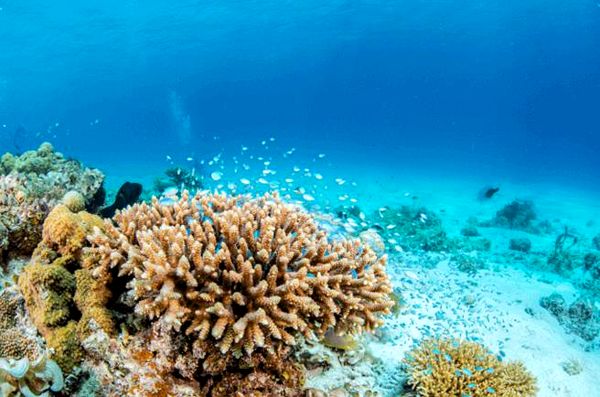 Green Chromis: guía de cuidados, compatibilidad con arrecifes, dieta y más