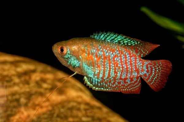 Guía Dwarf Gourami: ¿Es este pez de colores brillantes para ti?