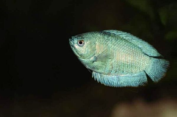 Guía Dwarf Gourami: ¿Es este pez de colores brillantes para ti?