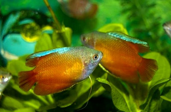 Guía Dwarf Gourami: ¿Es este pez de colores brillantes para ti?