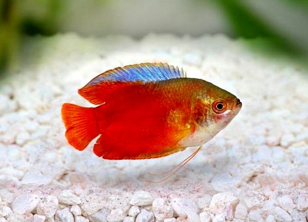 Guía Dwarf Gourami: ¿Es este pez de colores brillantes para ti?