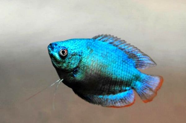 Guía Dwarf Gourami: ¿Es este pez de colores brillantes para ti?