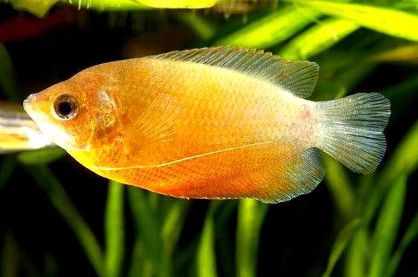 Guía Dwarf Gourami: ¿Es este pez de colores brillantes para ti?