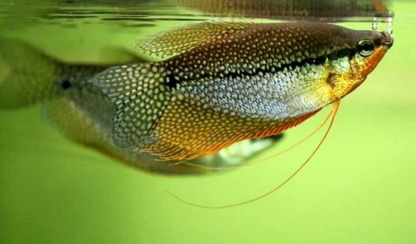 Guía completa de Pearl Gourami (compañeros de tanque, tamaño, cuidado y dieta)