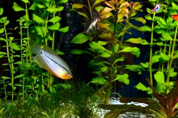 Guía completa de Pearl Gourami (compañeros de tanque, tamaño, cuidado y dieta)