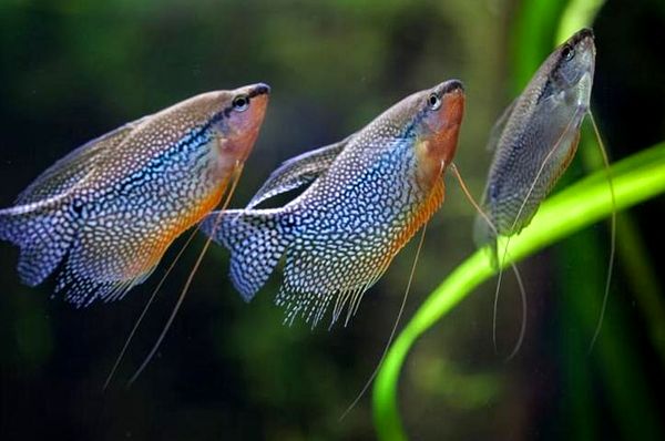 Guía completa de Pearl Gourami (compañeros de tanque, tamaño, cuidado y dieta)