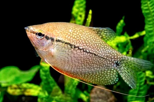 Guía completa de Pearl Gourami (compañeros de tanque, tamaño, cuidado y dieta)