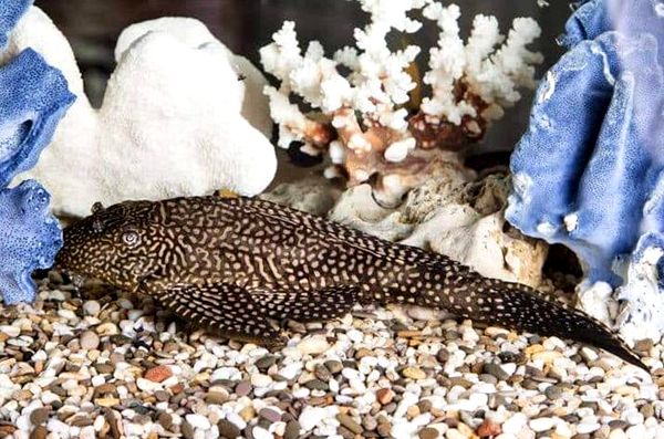 Guía completa de Plecostomus: especies, cuidados, requisitos del tanque ...