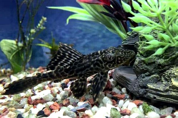 Guía completa de Plecostomus: especies, cuidados, requisitos del tanque ...