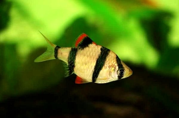 Guía completa para el cuidado de Kissing Gourami: un pez tropical como ningún otro