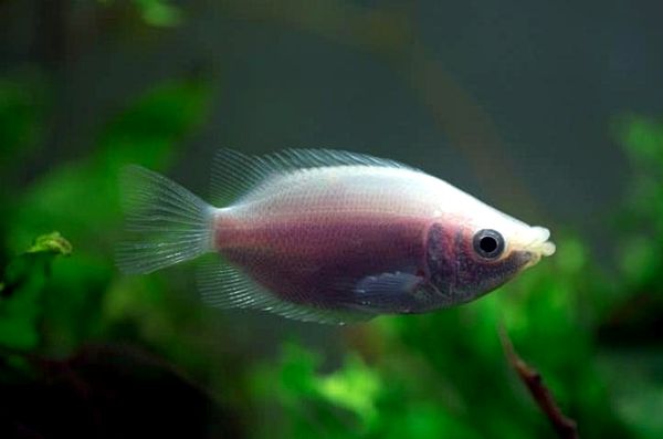 Guía completa para el cuidado de Kissing Gourami: un pez tropical como ningún otro